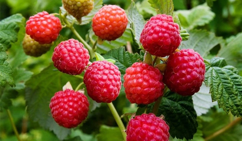 Как приготовить чай с малиной ребенку? Как приготовить чай с малиной ребенку?